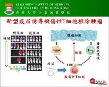 HKU discovers a new mechanism of killer T cells in elimination of cancer